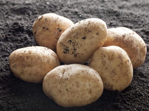 Сроки и методы уборки картофеля