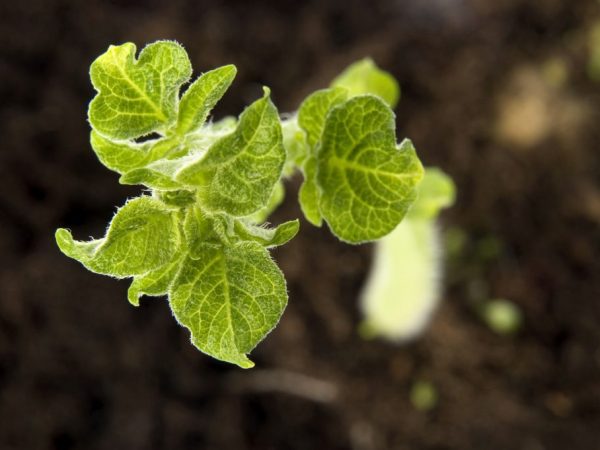 Способы выращивания картофеля из семян