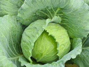 Характеристика капусты салатного сорта Аммон f1
