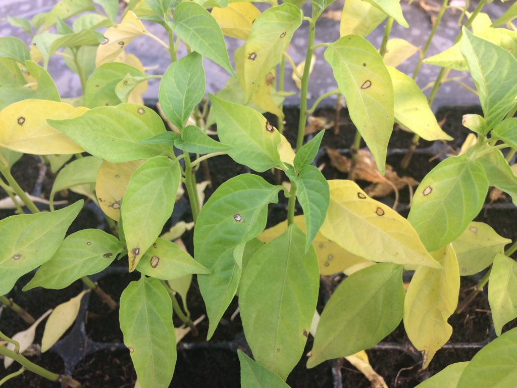 Хлороз листьев перца фото