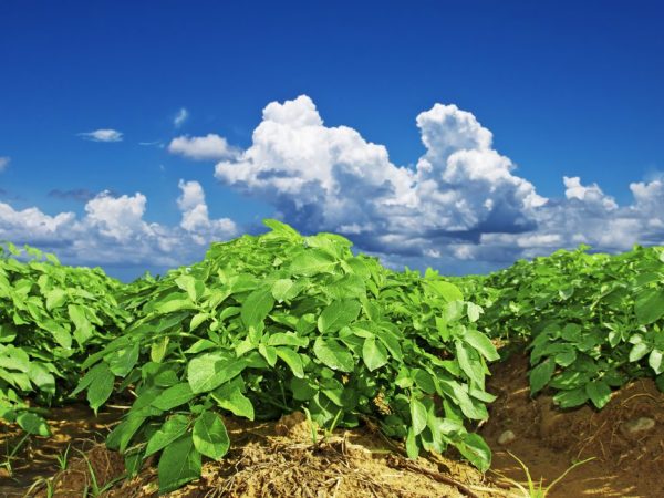 Принцип голландской технологии выращивания картофеля