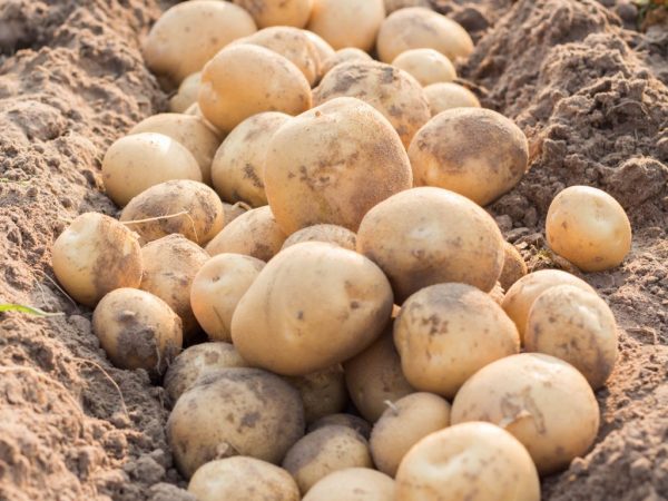 Характеристика картофеля Колобок