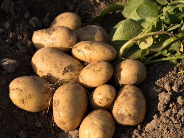 Характеристика картофеля сорта Лабадия
