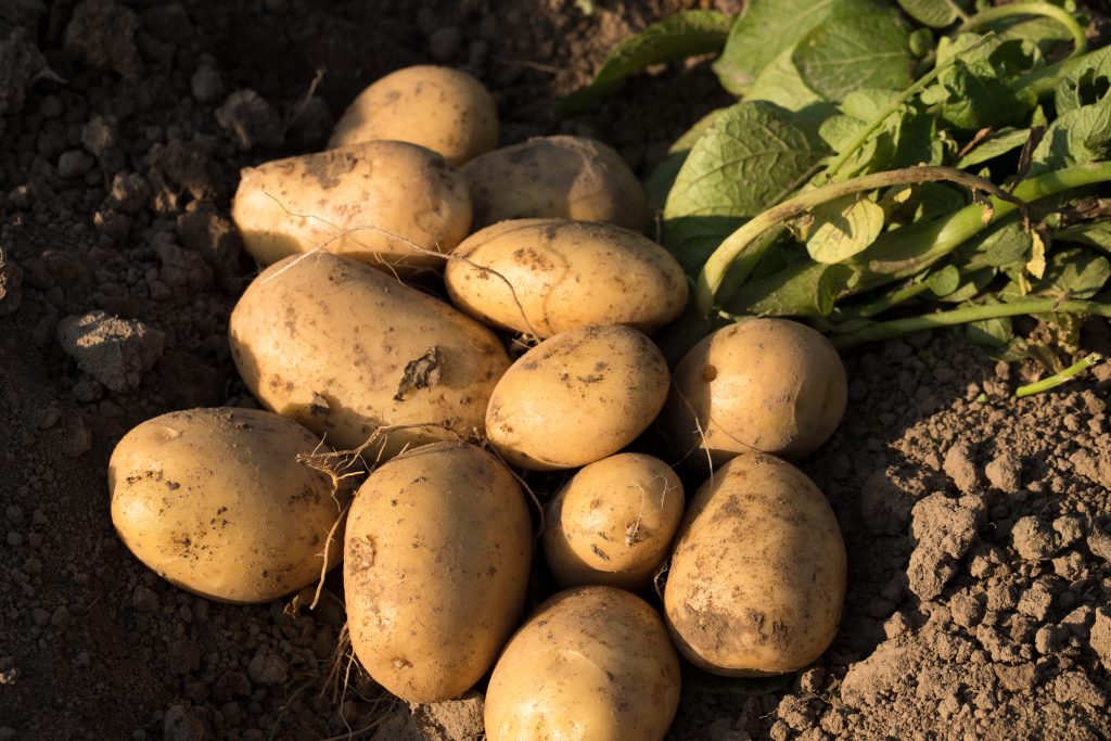 Картофель вега описание сорта характеристика урожайность. Картофель Лабадия. Картофель Нандина. Сорт картофеля Лилея.