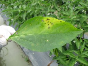 Причины пупырышек на листьях перца