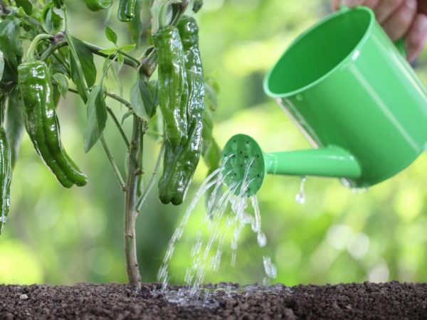 Полив йодом увеличит урожайность растений