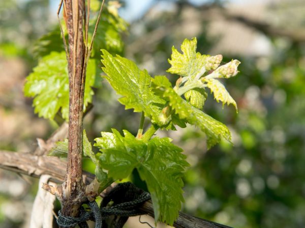 Особенности подвязки винограда весной