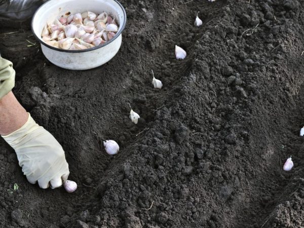 Правила посадки чеснока осенью в Башкирии