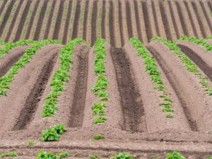 Правила посадки картофеля в гребни
