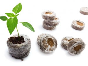Выращивание перца в торфяных таблетках