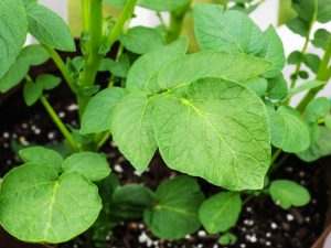 Принцип выращивания картофеля в бочке
