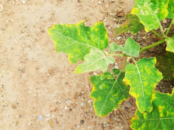Причины, почему желтеют и опадают нижние листья у баклажан
