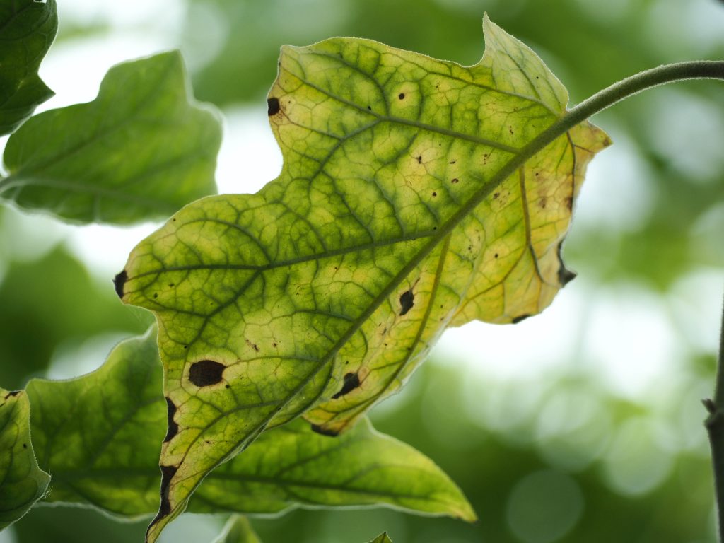 Рассада баклажан болезни листьев и лечение фото