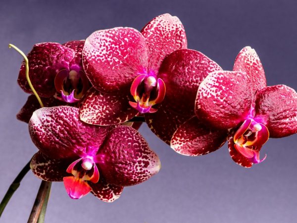 Орхидея — прихотливый цветок