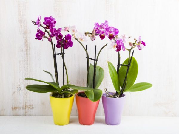 Орхидея относится к семейству растений, а фаленопсис - это отдельный вид