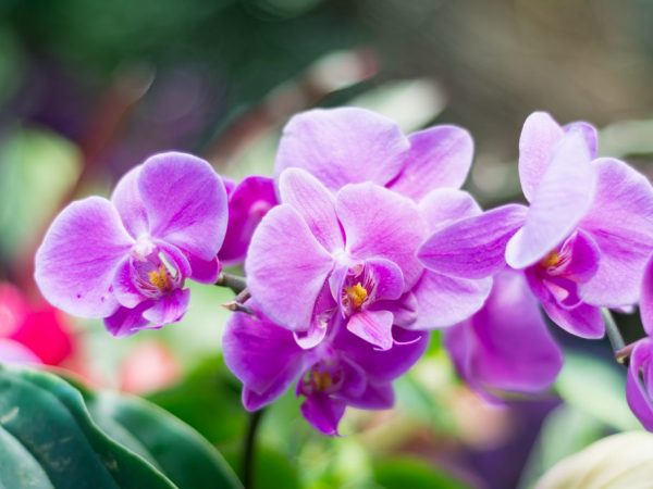 Отличие орхидеи от фаленопсиса