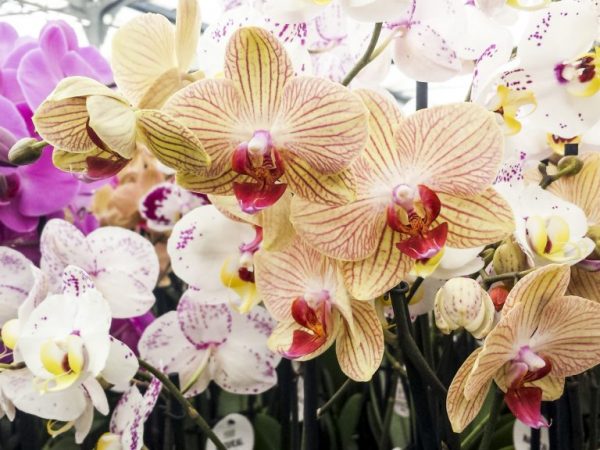 Виды драгоценных орхидей