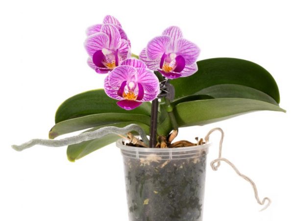 Субстрат и горшок для фиолетовой орхидеи