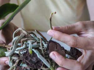 Применение фитоспорина для орхидей
