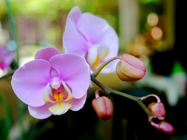 Лечение фузариоза у орхидей