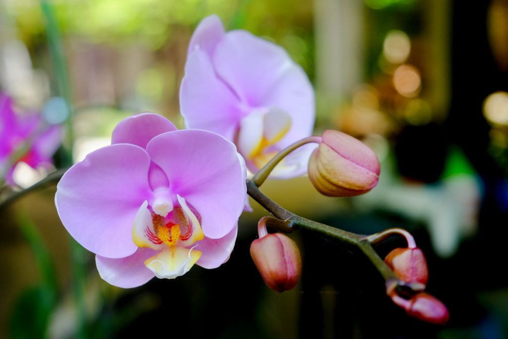 Орхидея Phalaenopsis Purple Dust