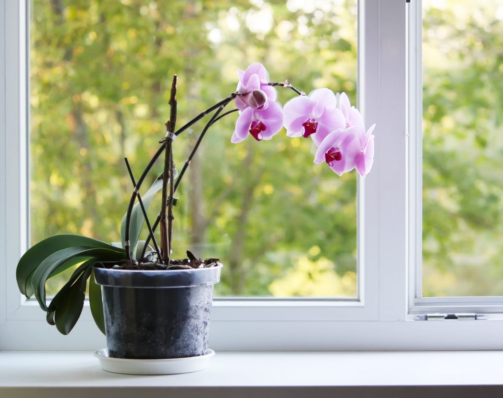 Как выбрать горшок для орхидеи
