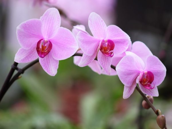 Пробуждение спящих почек орхидей