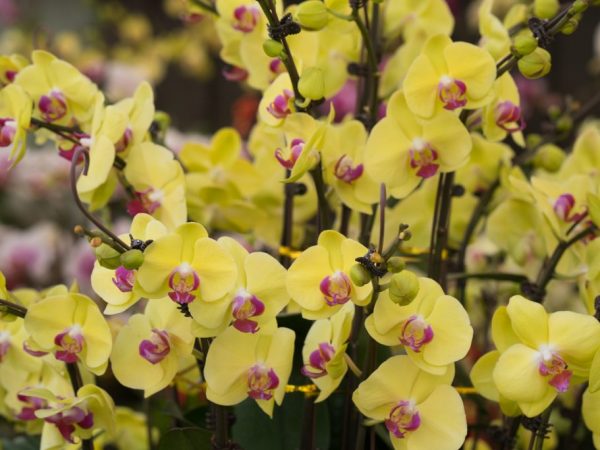 Восстановление орхидеи