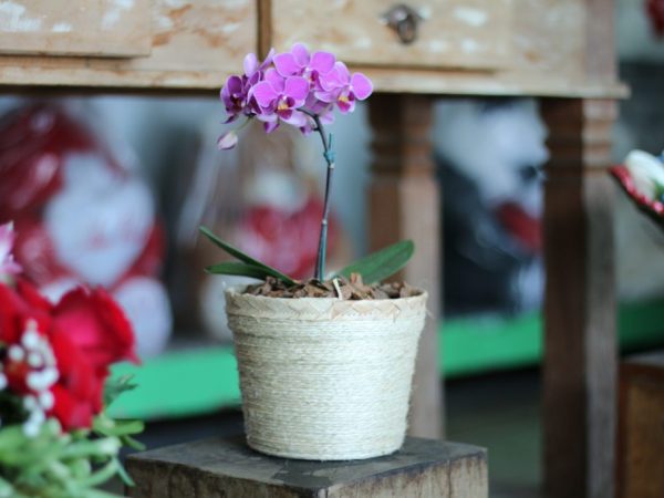 Сорта карликовых орхидей