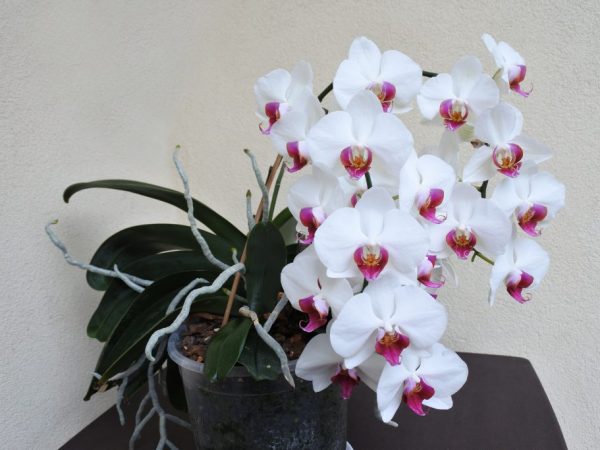 Каскадная орхидея