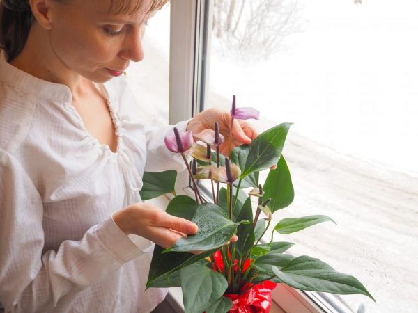 Корневин применяется для ухода за орхидеями и другими цветами