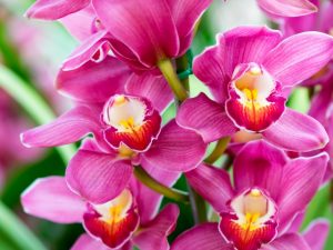 Описание Королевской орхидеи