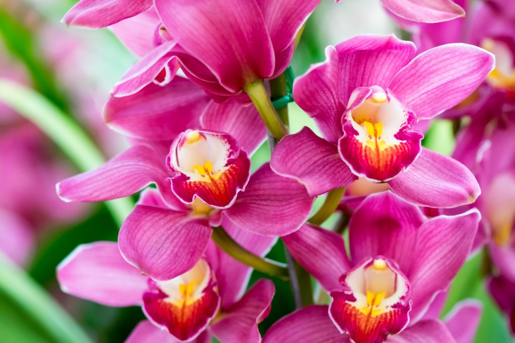 Орхидея с крупными цветами название фото