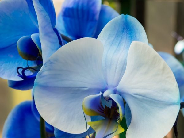 Очень красивая синяя орхидея