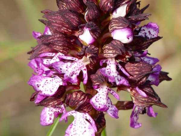 Орхидею используют в лечебных целях