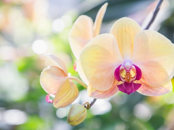 Мифы об орхидее