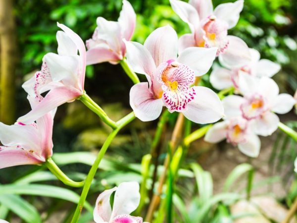 Типы роста орхидеи