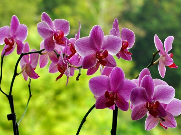 Особенности выращивания орхидеи и ухода за ней