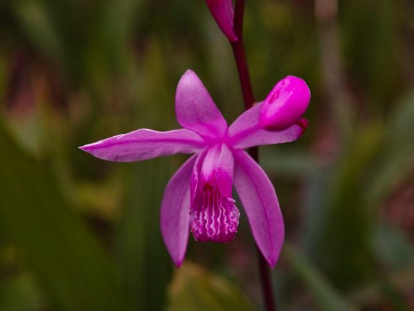 Орхидея Блетилла