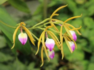 Характеристика орхидеи Брассавола