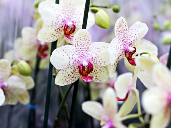 Уход за орхидеей Дендробиум Нобиле после цветения