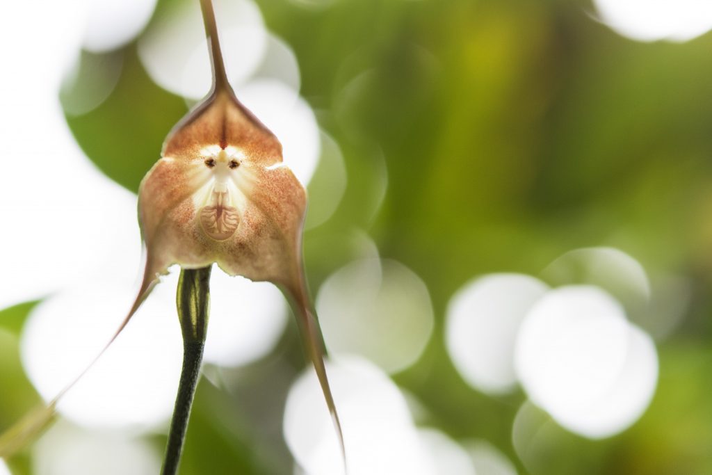 Обезьянья мордочка фото орхидея