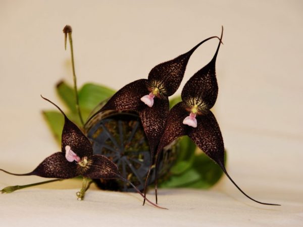 Выращивание орхидеи Дракула