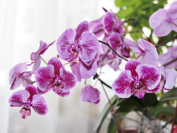 Описание орхидеи Фаленопсис