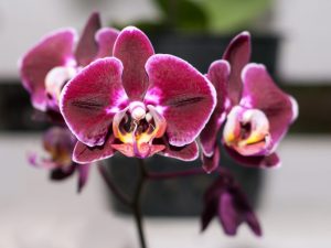 Описание орхидеи фаленопсиса Биг Лип