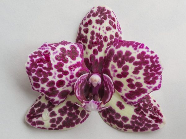Условия содержания орхидеи