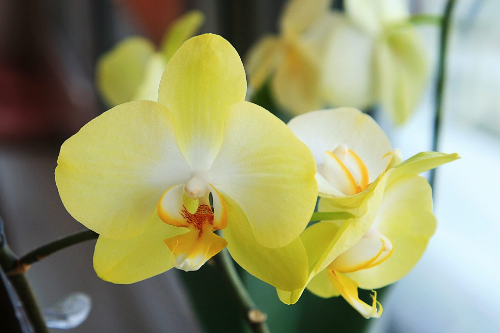 Лимонная вода для орхидей: правила приготовления