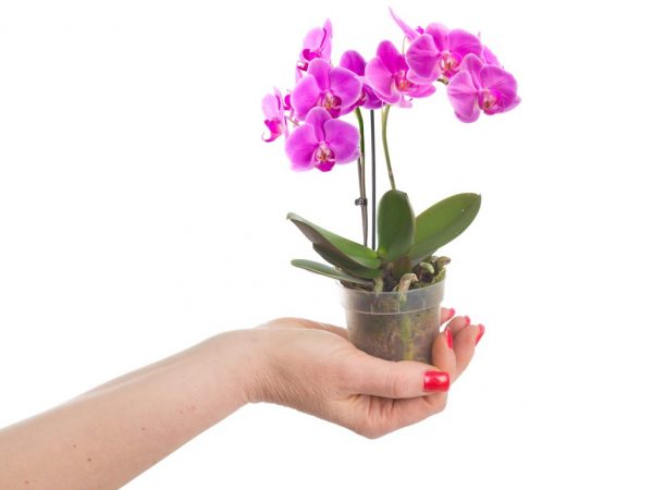 Домашний уход за мини-орхидеей Фаленопсис