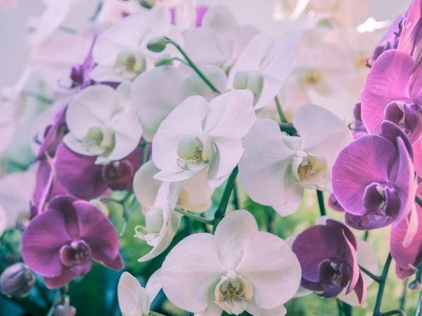 У орхидеи Фаленопсис много разновидностей