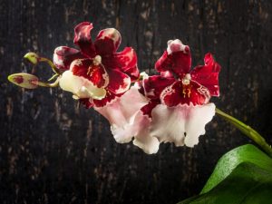 Выращивание орхидеи Камбрия